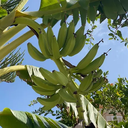Casa La Mata * تورّيفيِخا